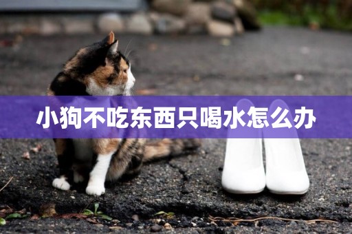 小狗不吃東西只喝水怎么辦