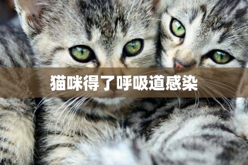 貓咪得了呼吸道感染