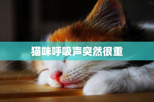 貓咪呼吸聲突然很重