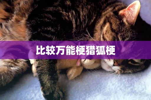 比較萬能梗獵狐梗