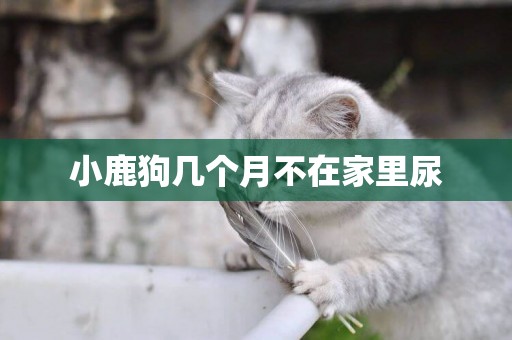 小鹿狗幾個月不在家里尿