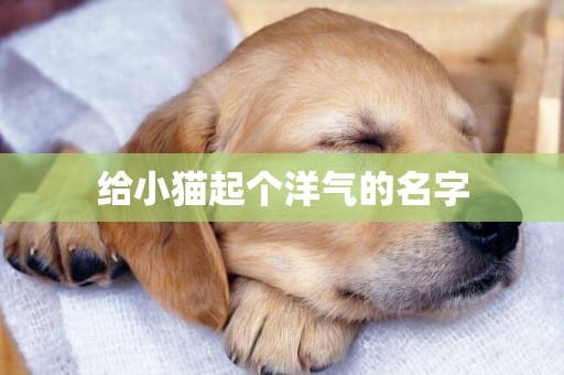給小貓起個洋氣的名字