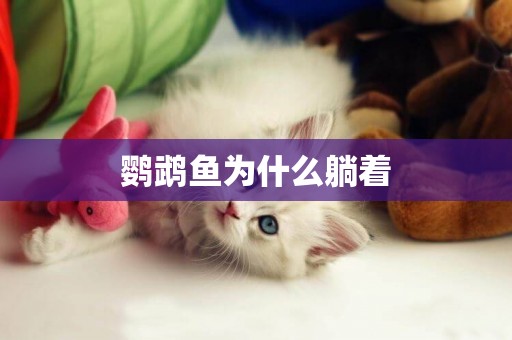 鸚鵡魚為什么躺著