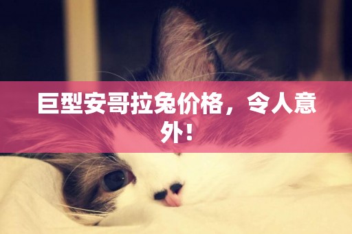 巨型安哥拉兔價格，令人意外！