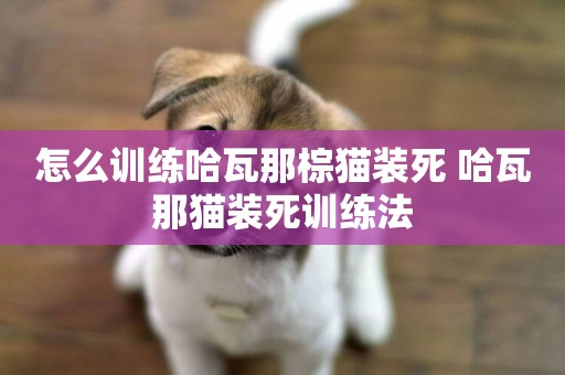 怎么訓練哈瓦那棕貓裝死 哈瓦那貓裝死訓練法