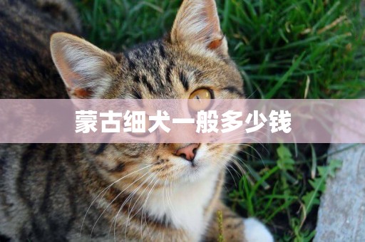 蒙古細犬一般多少錢