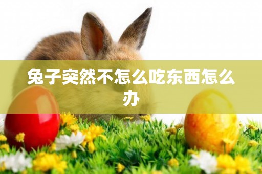 兔子突然不怎么吃東西怎么辦