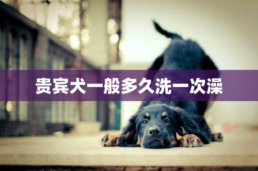 貴賓犬一般多久洗一次澡