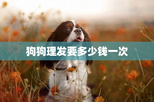 狗狗理發要多少錢一次