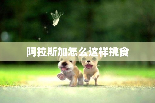 阿拉斯加怎么這樣挑食