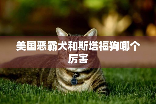 美國惡霸犬和斯塔福狗哪個厲害
