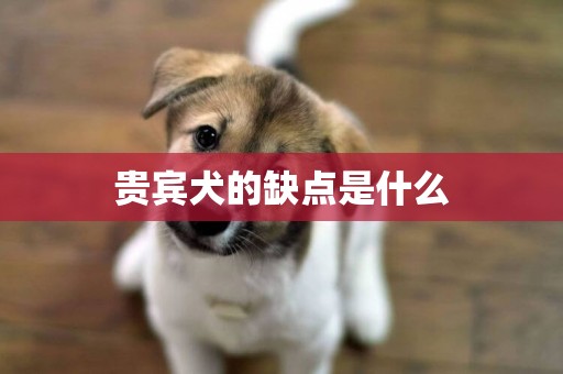 貴賓犬的缺點是什么