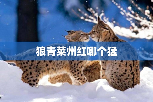 狼青萊州紅哪個猛