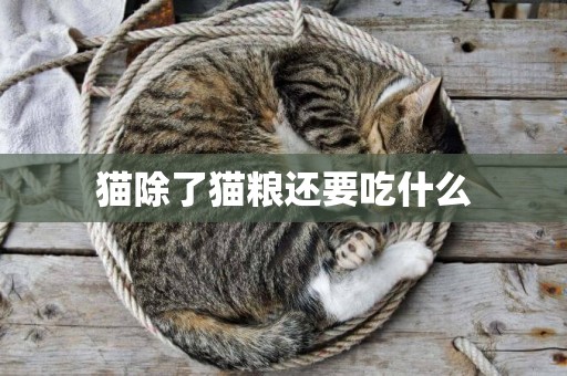 貓除了貓糧還要吃什么