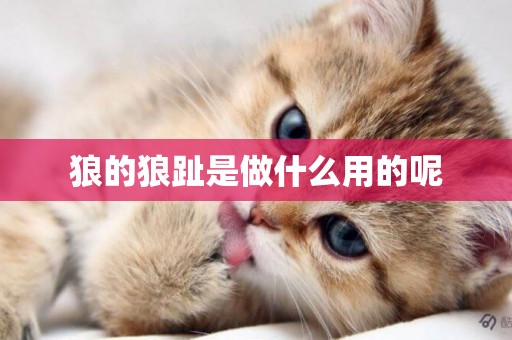 狼的狼趾是做什么用的呢