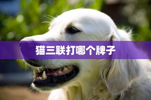 貓三聯打哪個牌子