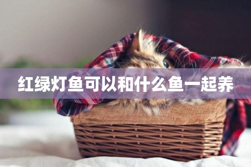 紅綠燈魚可以和什么魚一起養