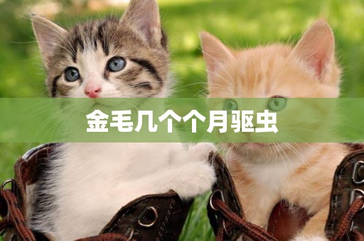 金毛幾個個月驅蟲