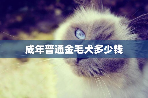 成年普通金毛犬多少錢