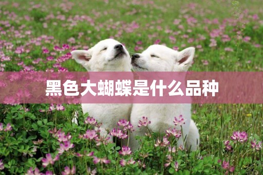 黑色大蝴蝶是什么品種