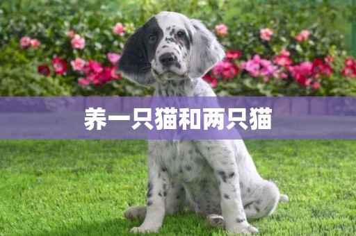 養一只貓和兩只貓