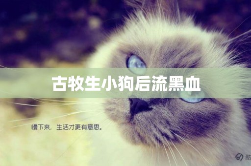 古牧生小狗后流黑血