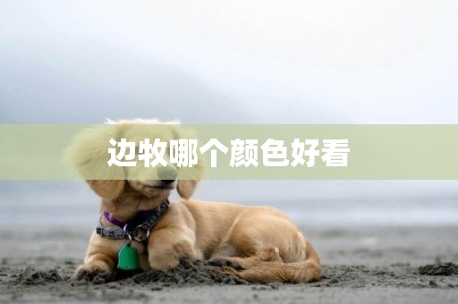 邊牧哪個顏色好看