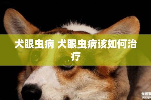 犬眼蟲病 犬眼蟲病該如何治療