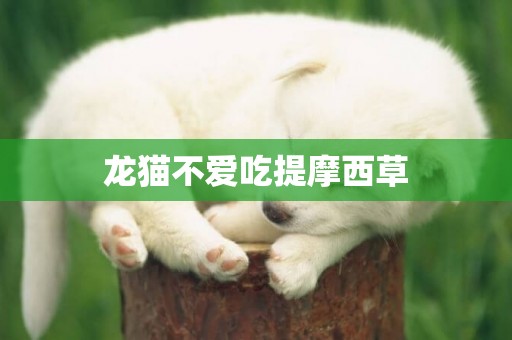 龍貓不愛吃提摩西草