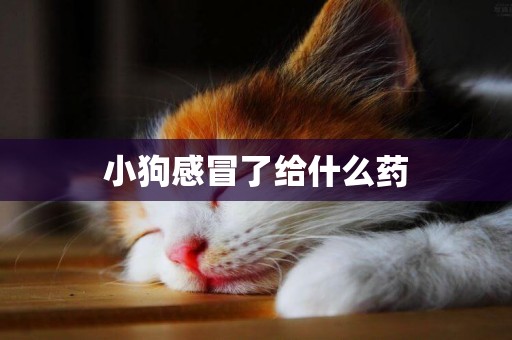 小狗感冒了給什么藥