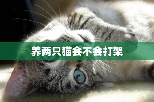 養兩只貓會不會打架