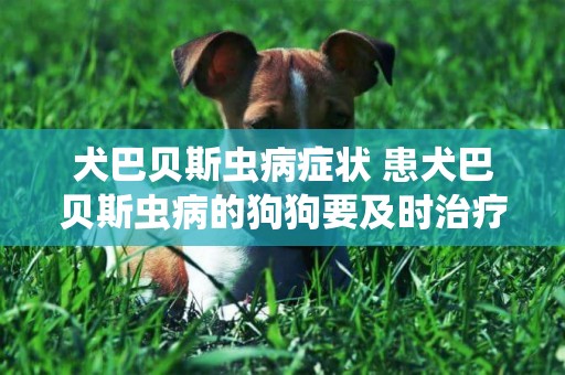 犬巴貝斯蟲病癥狀 患犬巴貝斯蟲病的狗狗要及時治療啊！