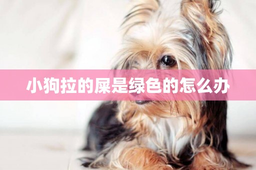 小狗拉的屎是綠色的怎么辦