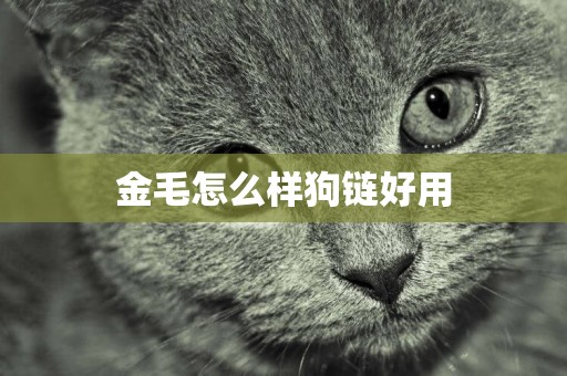 金毛怎么樣狗鏈好用