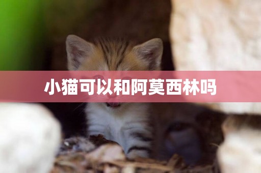 小貓可以和阿莫西林嗎