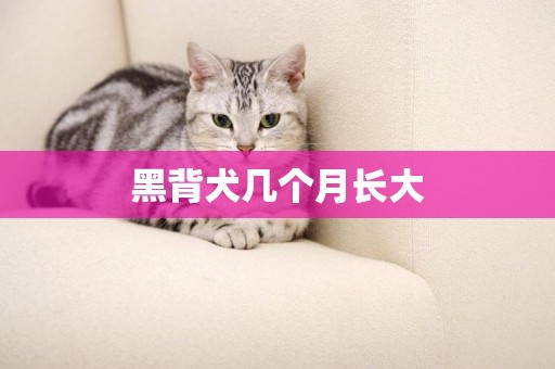 黑背犬幾個月長大