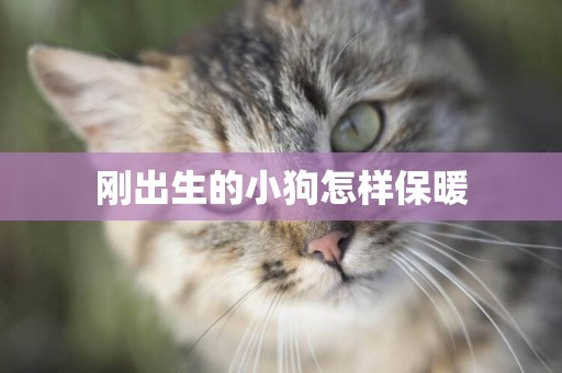剛出生的小狗怎樣保暖