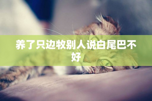 養了只邊牧別人說白尾巴不好