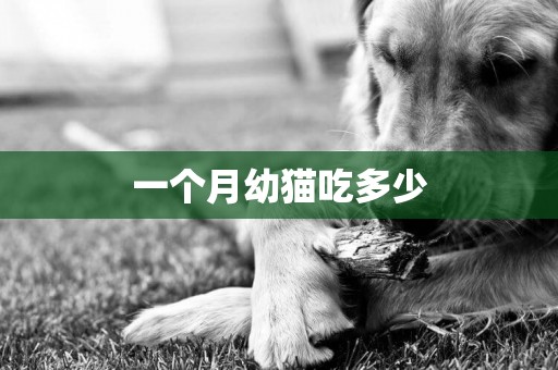 一個月幼貓吃多少