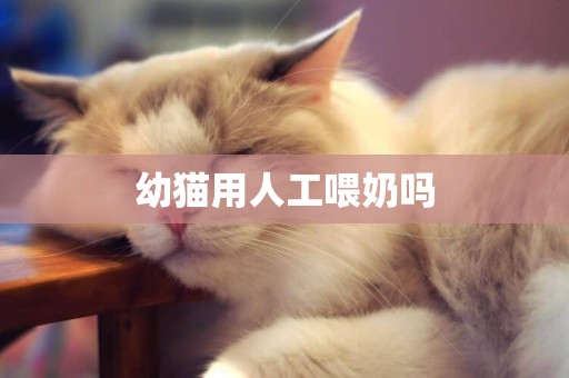 幼貓用人工喂奶嗎