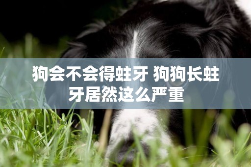 狗會不會得蛀牙 狗狗長蛀牙居然這么嚴重