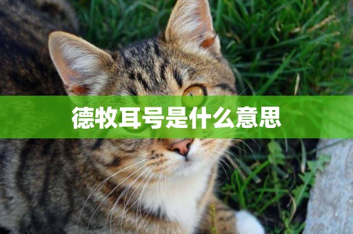 德牧耳號是什么意思