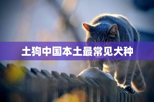 土狗中國本土最常見犬種