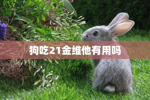 狗吃21金維他有用嗎
