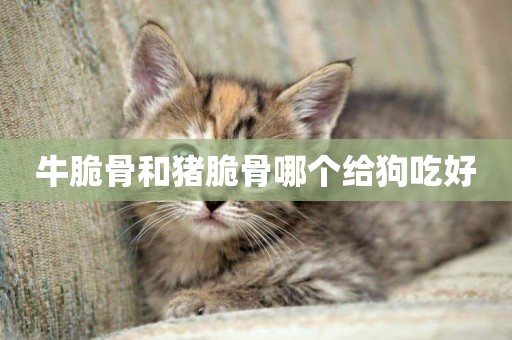 牛脆骨和豬脆骨哪個給狗吃好