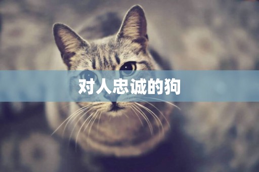 對人忠誠的狗