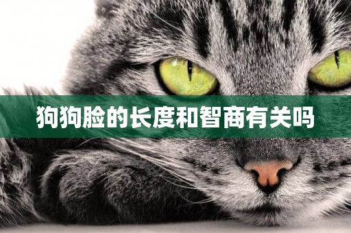 狗狗臉的長度和智商有關嗎