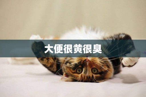 大便很黃很臭