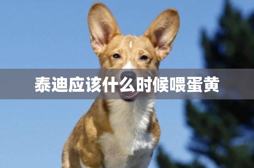 泰迪應該什么時候喂蛋黃