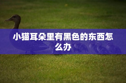小貓耳朵里有黑色的東西怎么辦